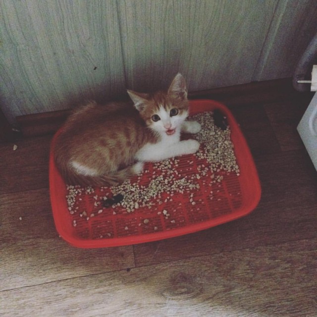 Живность из сети
