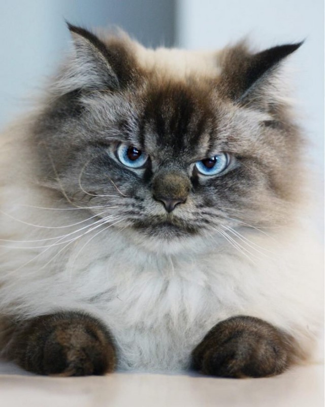 Австралия убьет миллионы кошек