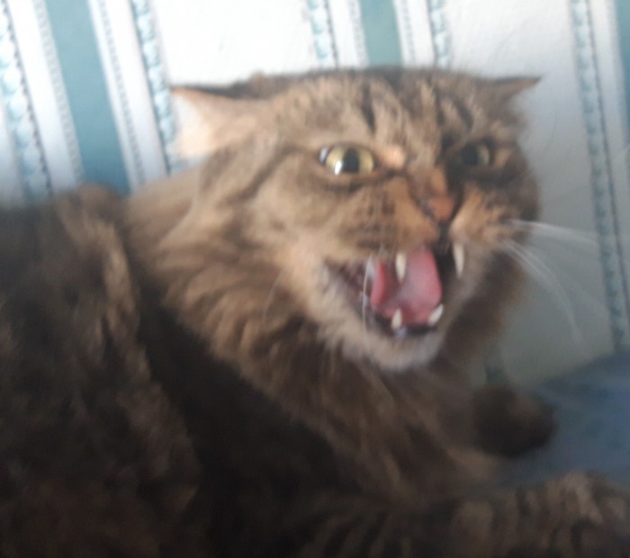 Котовторник!