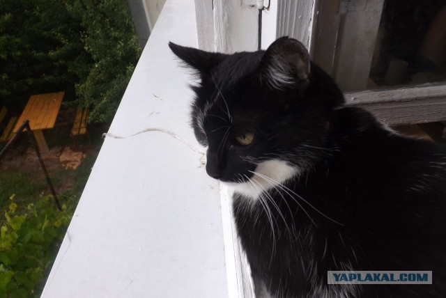 Девять причин, почему вам срочно надо завести кота