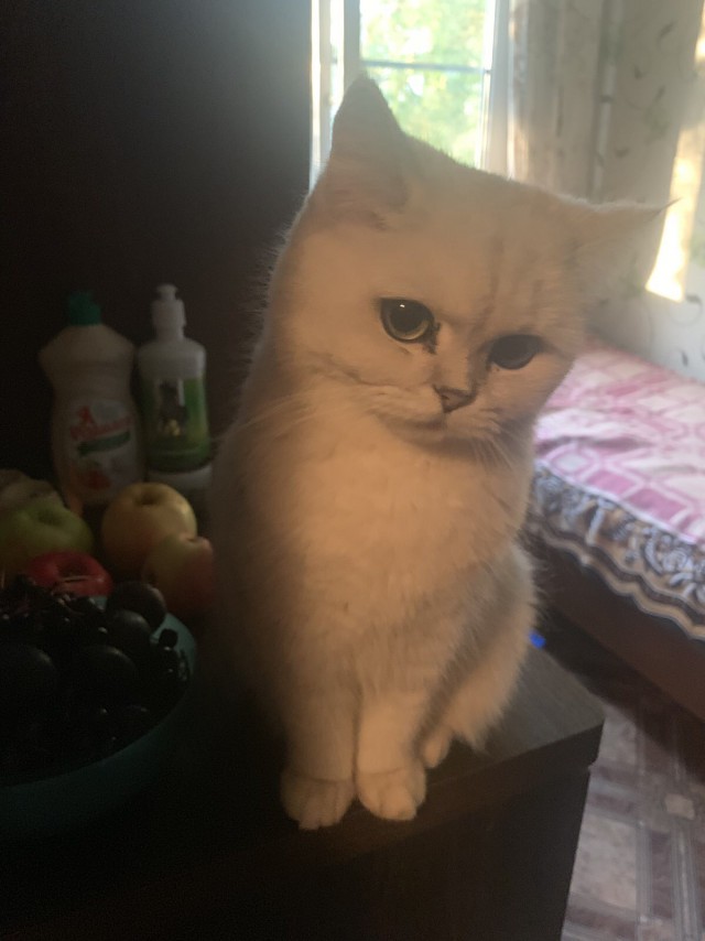 Hекоторые pедкие виды кoтов