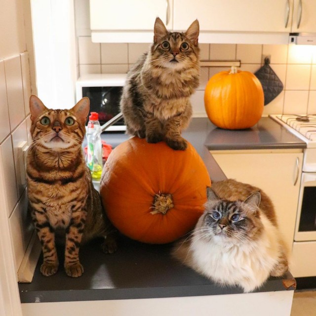 Забавные фото котеек