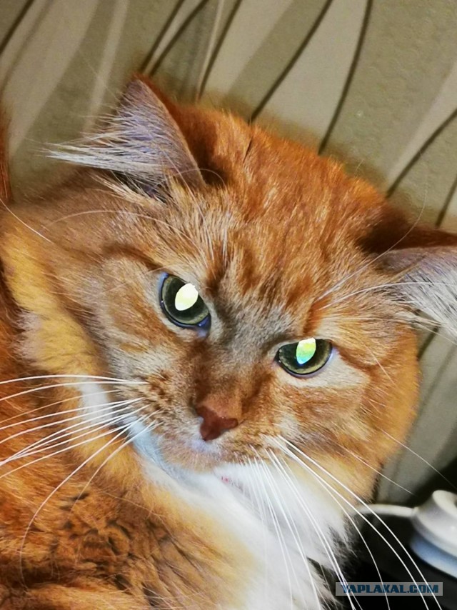 Реакция кота на расческу