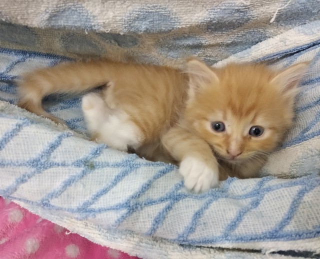 Кошка, вытащившая счастливый билет