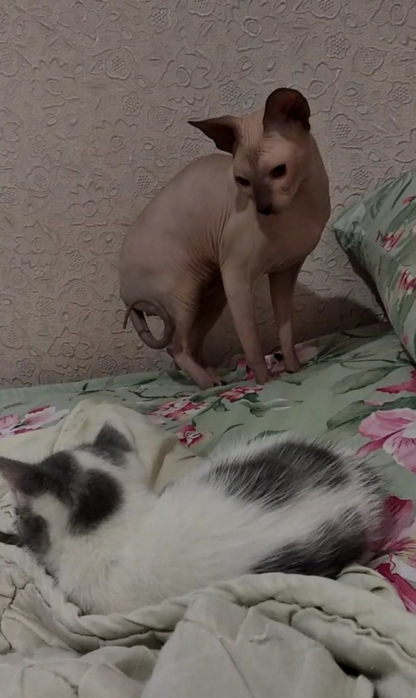 Котовторник 14.07.2020