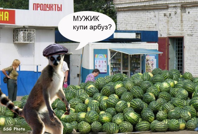 Крылья...ноги...Главное-хвост!
