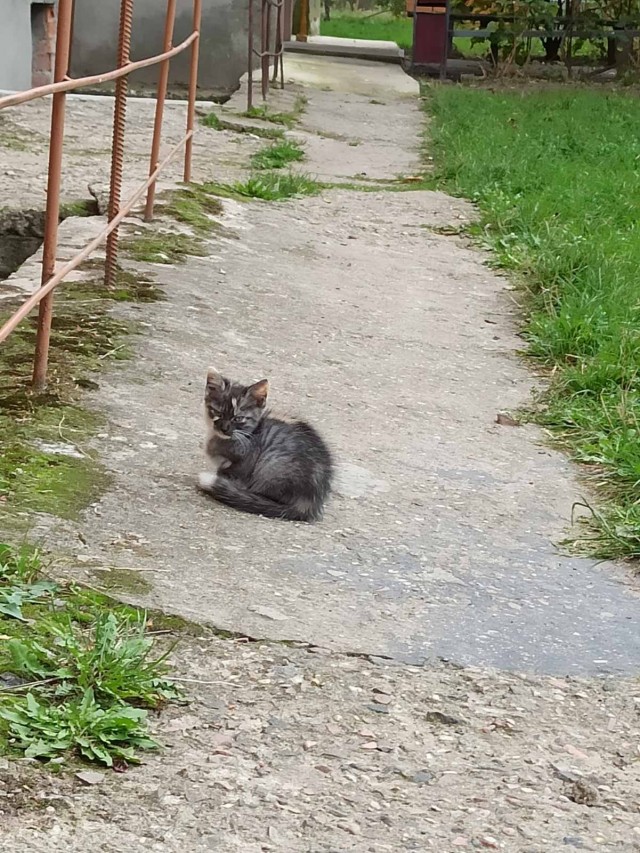 Эти забавные животные