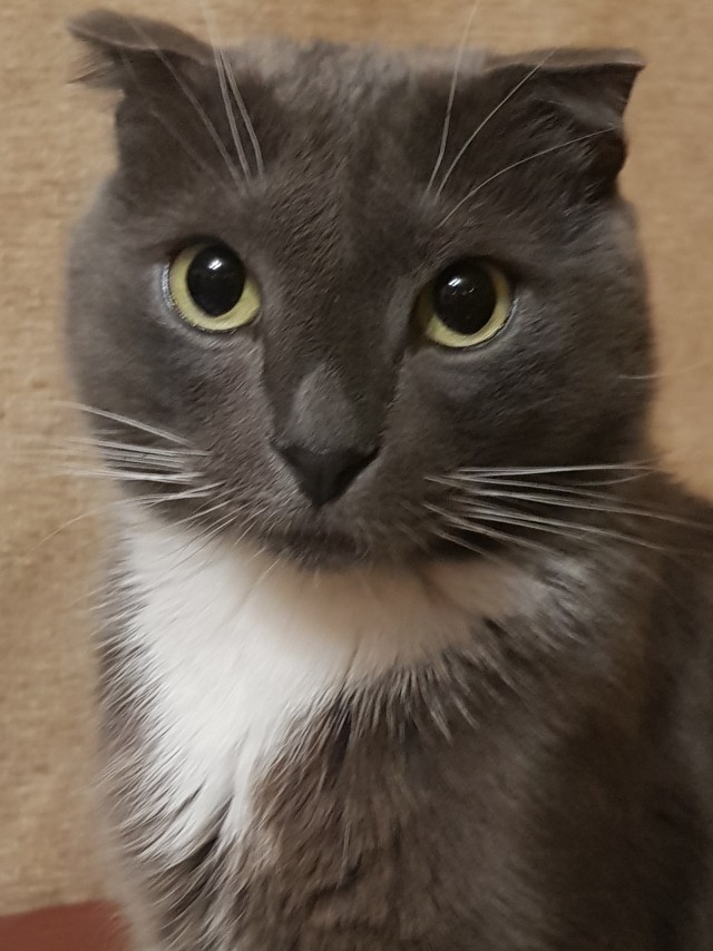 Котовторник 20.10.20