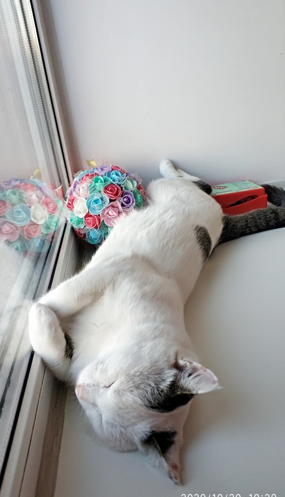 Котовторник 20.10.20