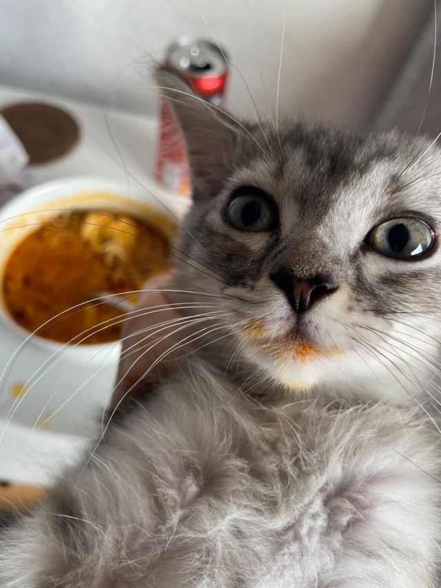 Котовторник 09.02.21. Свежие котики от Нарвского.