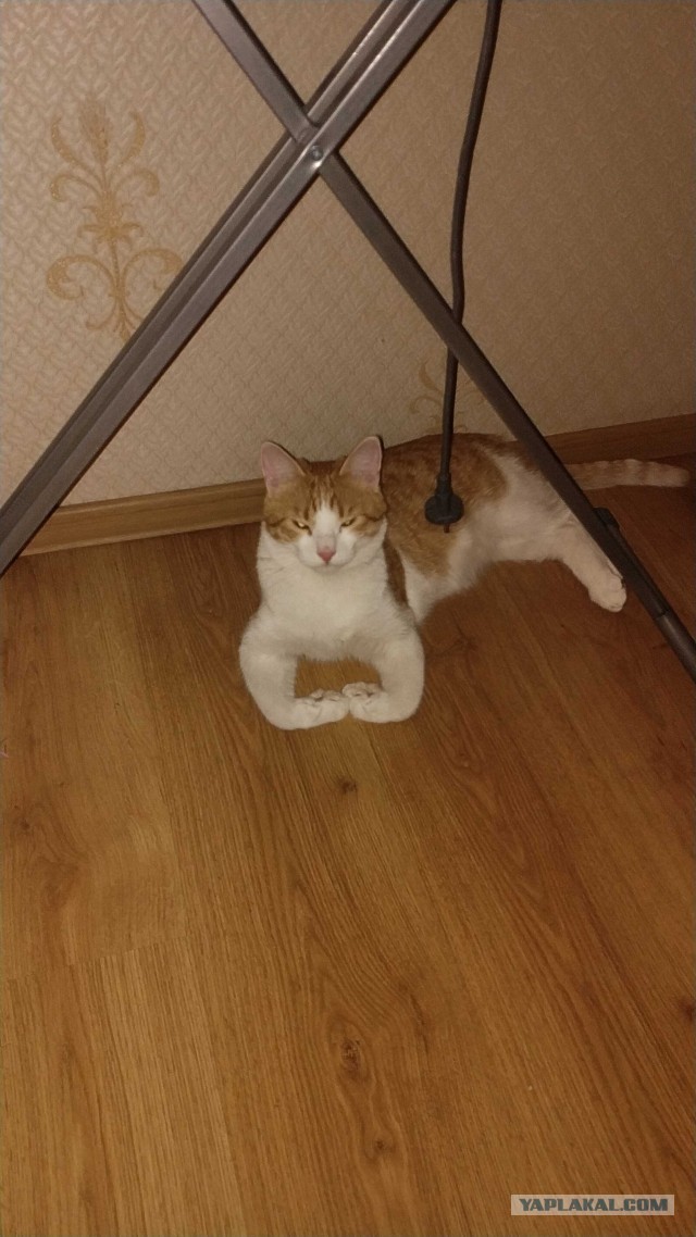 А чо это вы тут делаете, а?