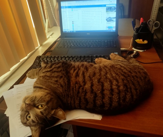 С котовторником!