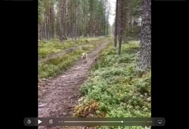 Отдам в добрые руки охотничью собаку... совершенно бесплатно
