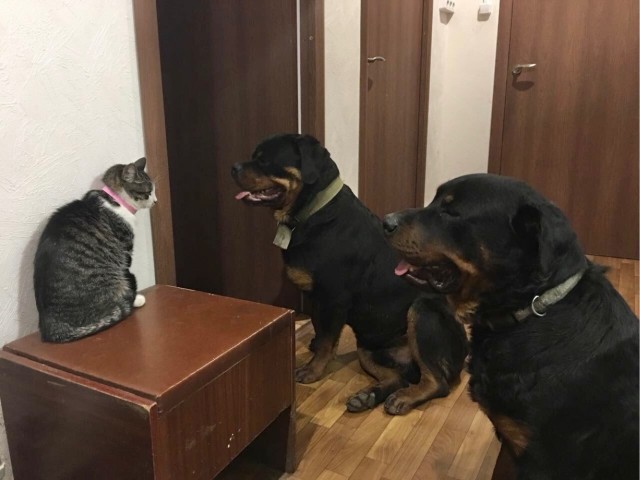 Сильнее кошки зверя нет