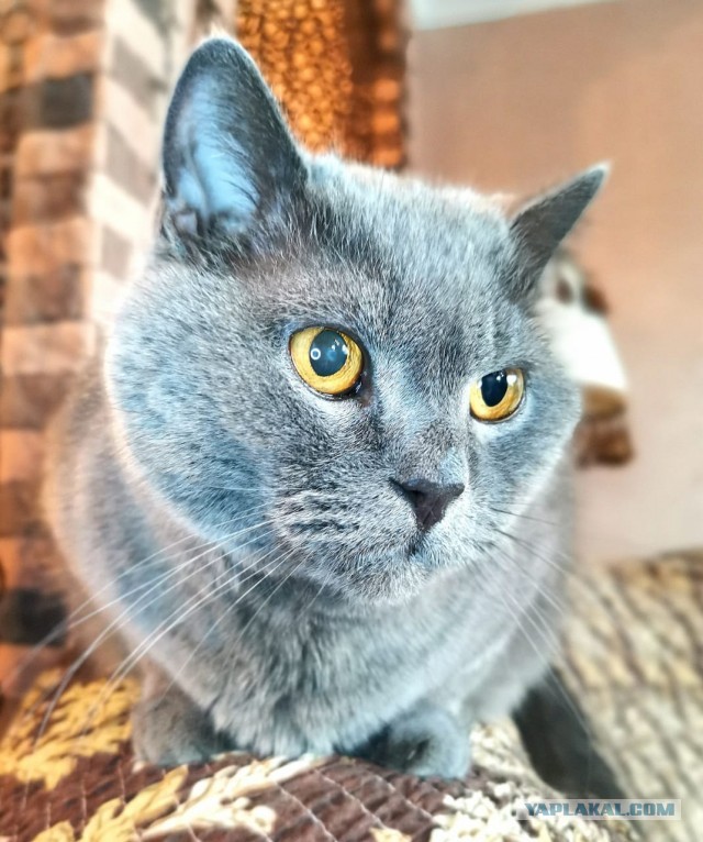 Котовторник 21.12.21