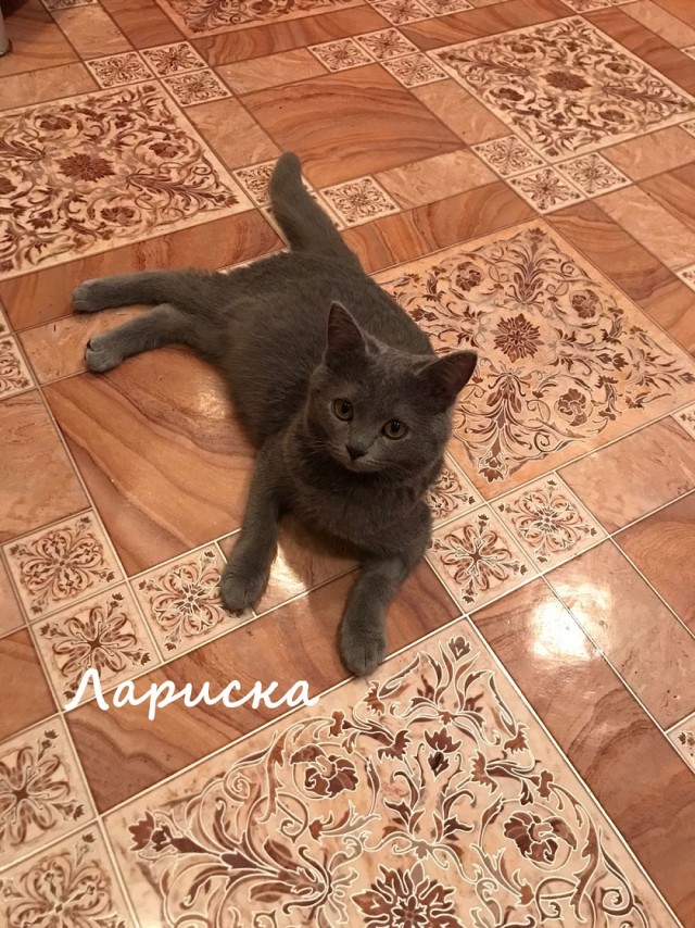 Жизнь домашнего приюта "Котоленд" 327