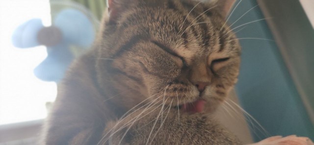 Прогнать кота невозможно