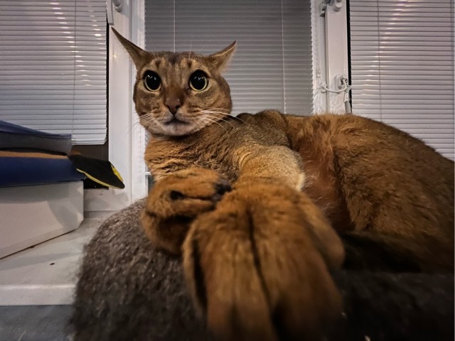 Котовторник 1.11.22
