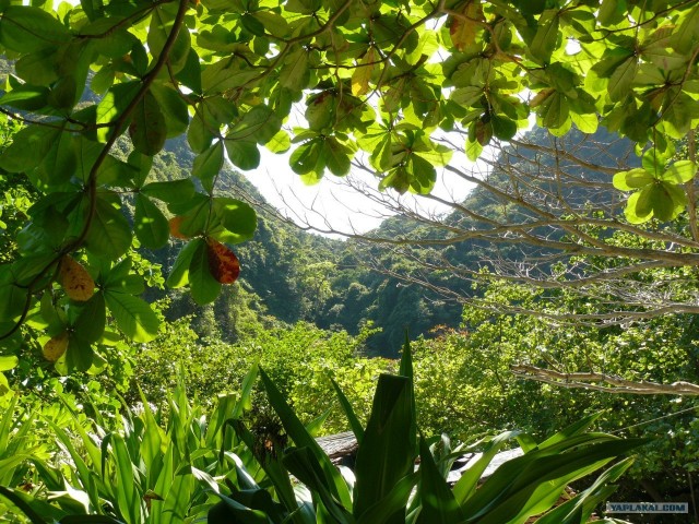 Немного Тая