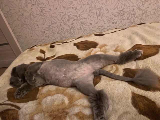 Даёшь котов в этот вторник!