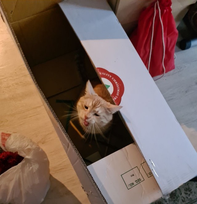 К котовторнику