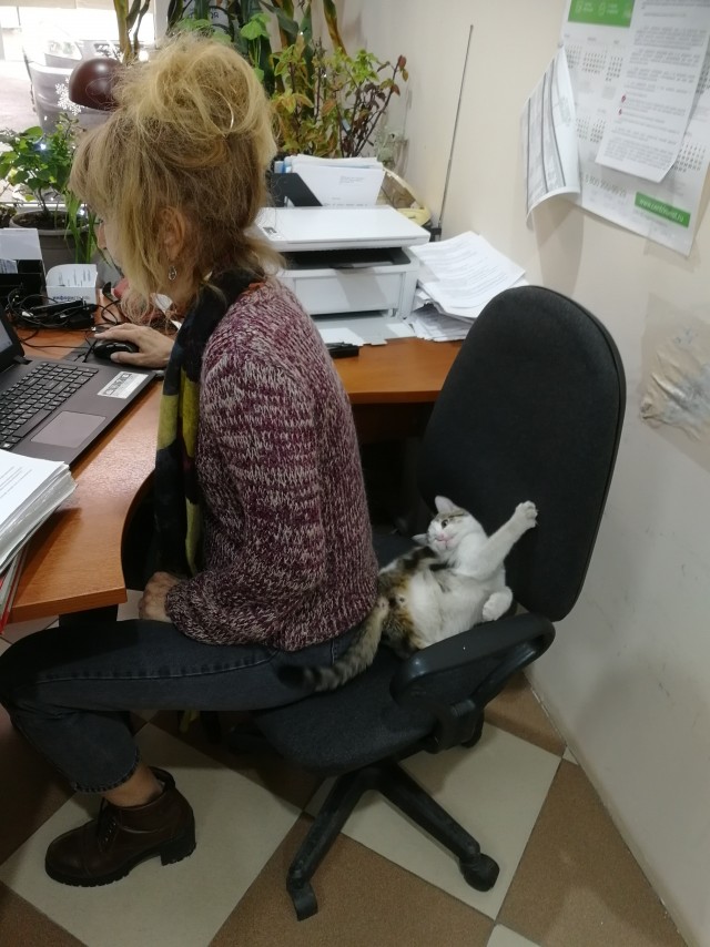 Коты-работяги