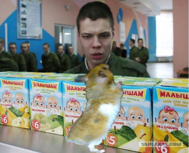 Фотожаба: удивленный рядовой