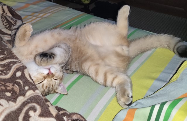Коты белые, 12 литров