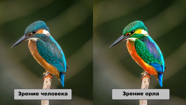 Что же такого в орлиных глазах, что делает их лучшими среди всех животных?