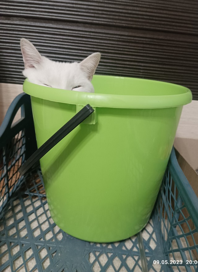 Ловушки для котов