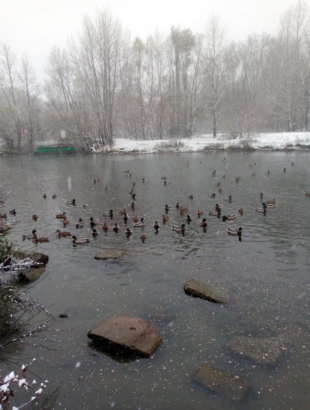 Утки