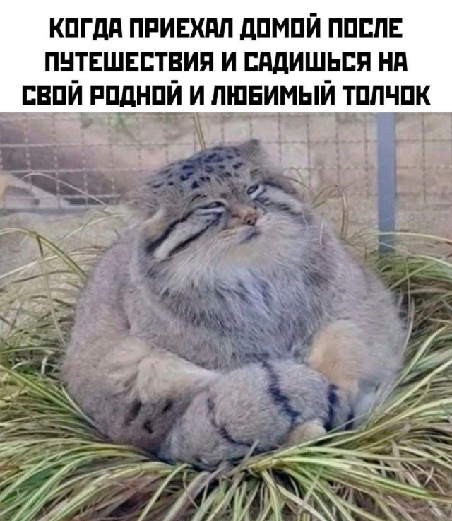 Никакие картинки