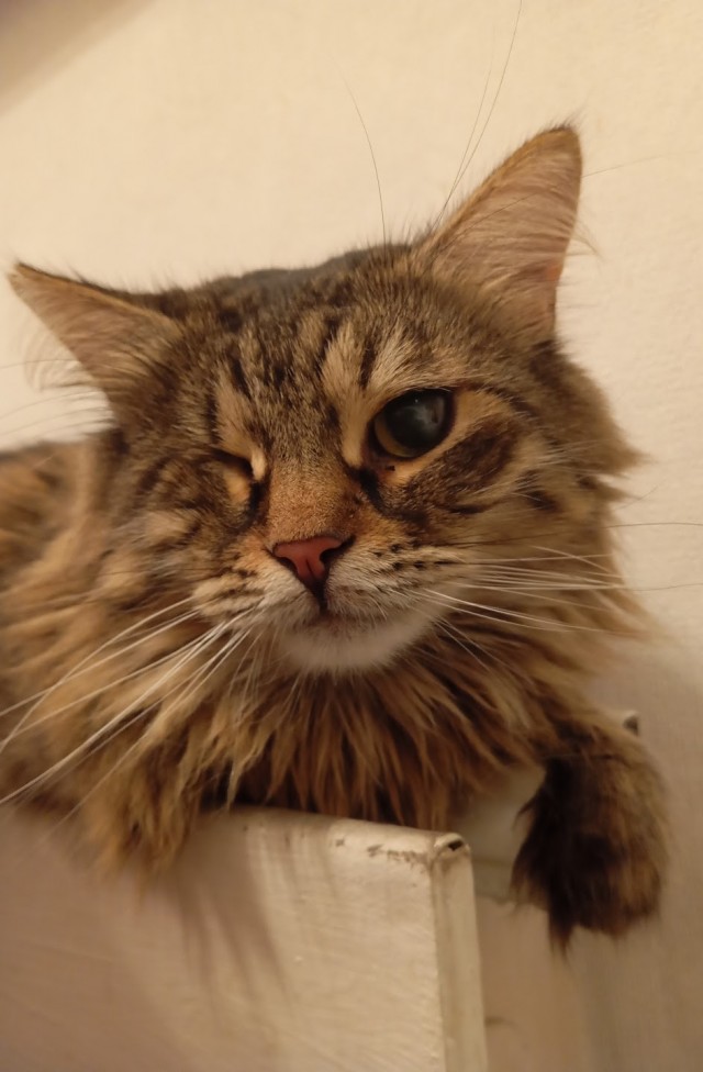 Котовторник!