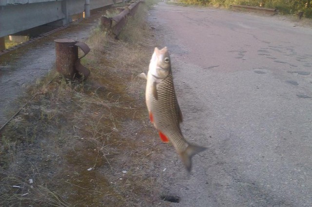Ловля голавля на майского жука.