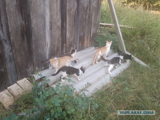 Жизнь домашнего приюта для котеек 512