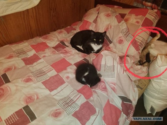 Жизнь домашнего приюта для котеек 515