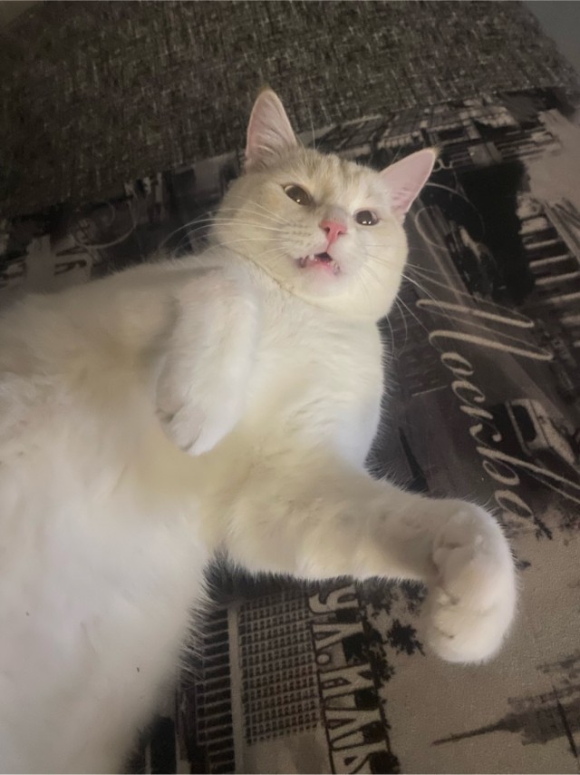 Котик из мусорного бака