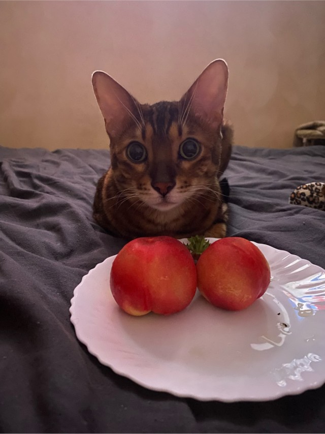 Кошки - облигатные хищники! К котовторнику