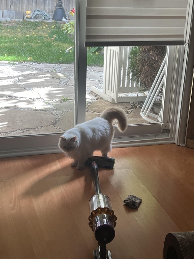 Напугал кошку пердежом