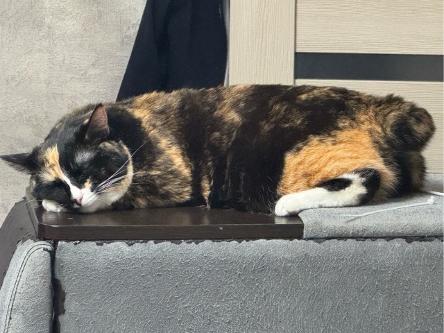 К котофторнику