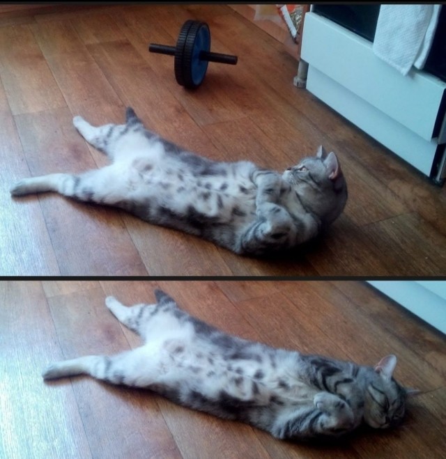 Коты с широкой костью