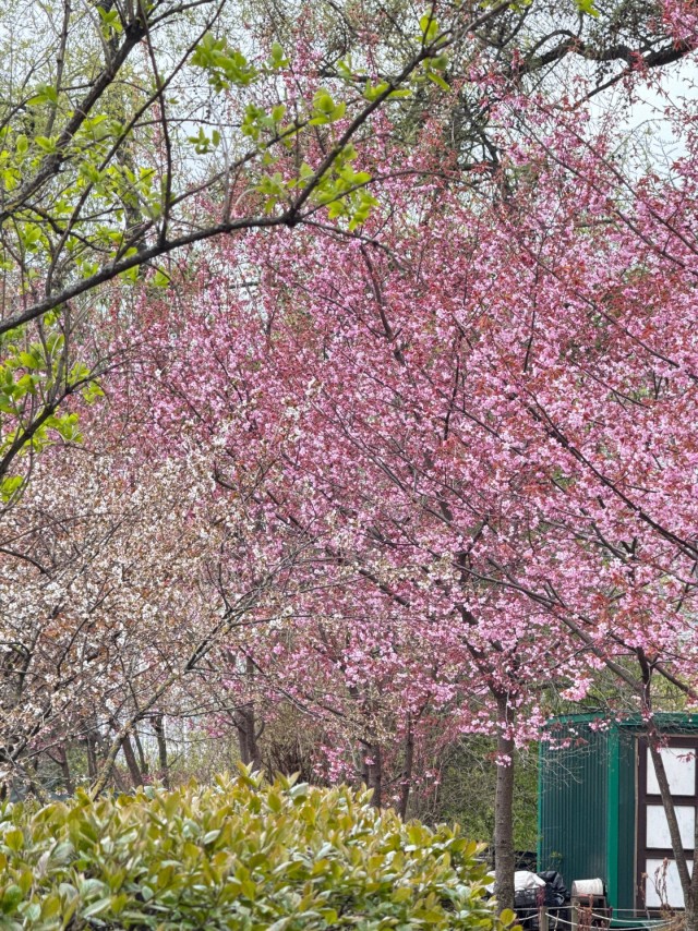 В ботаническом саду Петра Великого (СПб) расцветает сакура