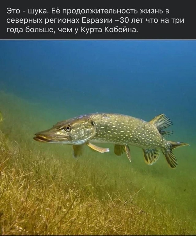 Картинки для деградации 216 (разной степени свежести)
