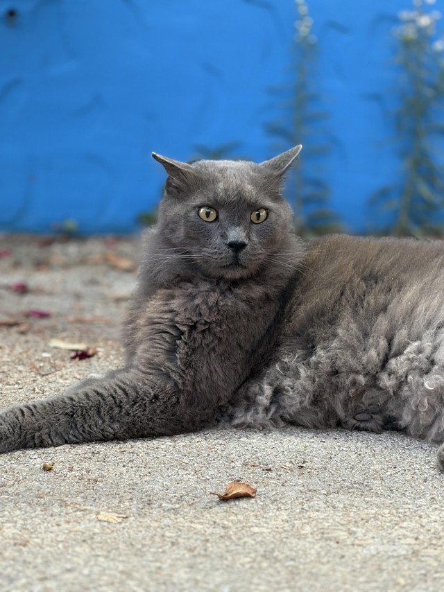 Уличные котики