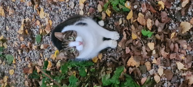 К-котовторник.