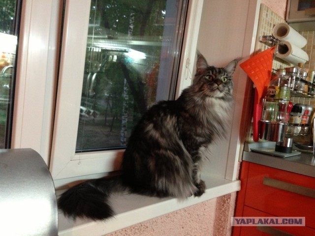 Котовторник 17.09.2013