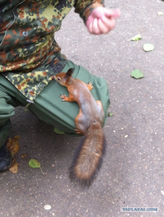 Воскресенье, Солнце, Белочки...