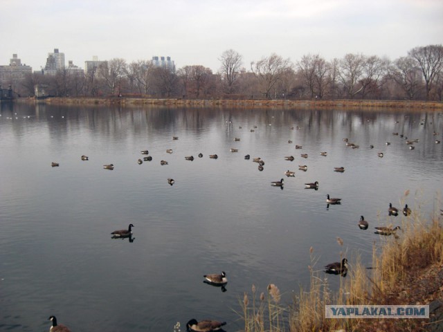 Деревенская Америка