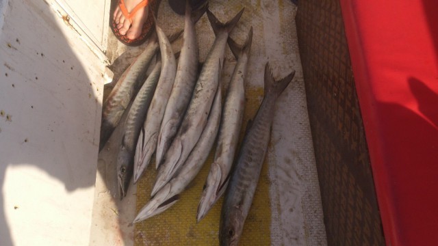 Рыбалка в Персидском заливе