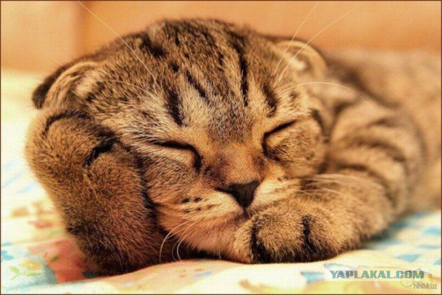 А раньше были котики...